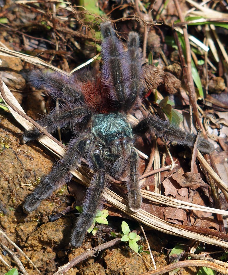 Avicularia versicolor madrpk Martinique